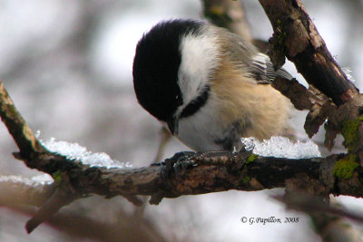 Chickadees / Mésanges