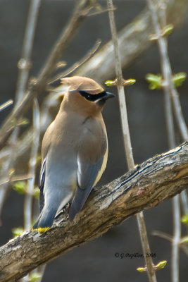 Waxwings / Jaseurs