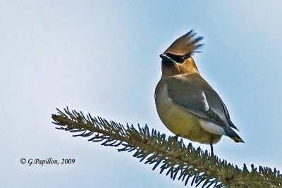 Waxwings / Jaseurs