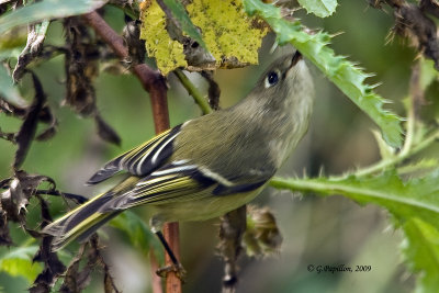 Kinglets / Roitelets