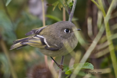 Kinglets / Roitelets