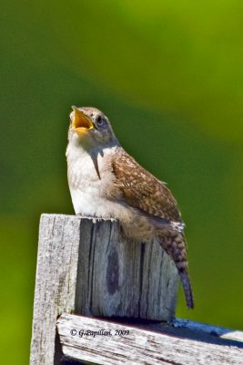 House Wren / Troglodyte Familier