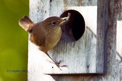 House Wren / Troglodyte Familier