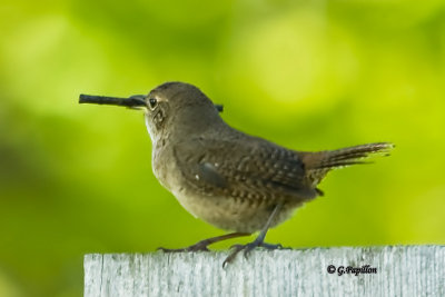 House Wren / Troglodyte Familier