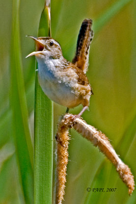Marsh Wren / Troglodyte des Marais