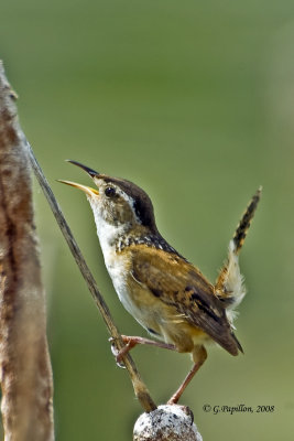 Marsh Wren / Troglodyte des Marais