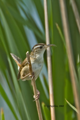 Marsh Wren / Troglodyte des Marais