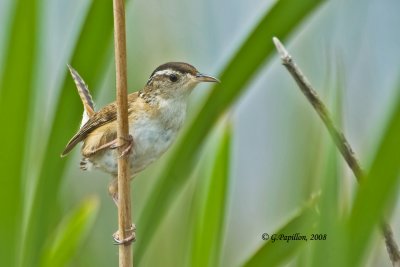 Marsh Wren / Troglodyte des Marais