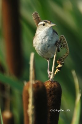 Marsh Wren / Troglodyte des Marais