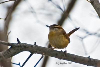 Carolina Wren / Troglodyte de Caroline