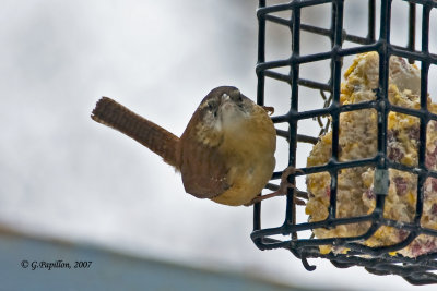 Wrens / Troglodytes