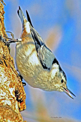 White-Breasted Nuthatch / Sittelle  Poitrine Blanche