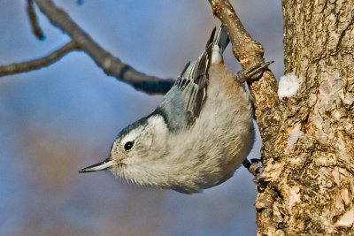 White-Breasted Nuthatch / Sittelle  Poitrine Blanche