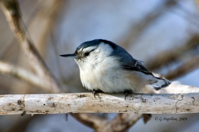 White-Breasted Nuthatch / Sittelle  Poitrine Blanche