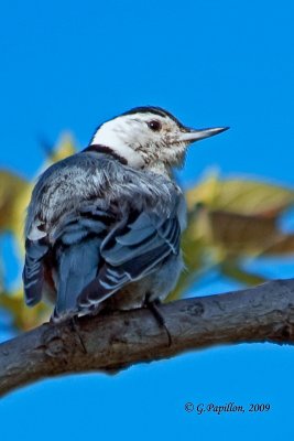 White-Breasted Nuthatch / Sittelle  Poitrine Blanche