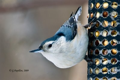 White-Breasted Nuthatch / Sittelle  Poitrine Blanche