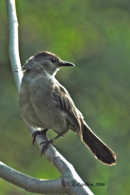 Catbird, Mockingbirds & Thrashers / Moqueurs,