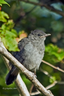 Gray Catbird / Moqueur Chat