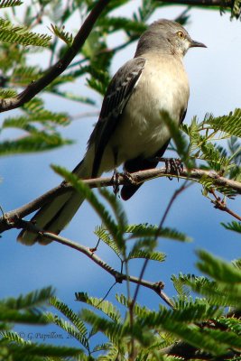 Northern Mockingbird / Moqueur Polyglotte