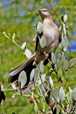 Northern Mockingbird / Moqueur Polyglotte