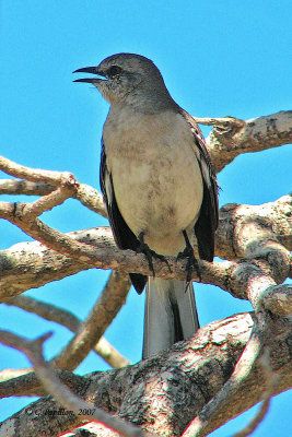Northern Mockingbird / Moqueur Polyglotte