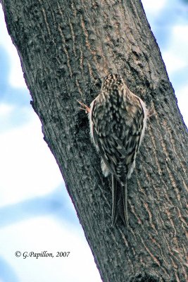 Brown Creeper / Grimpereau Brun