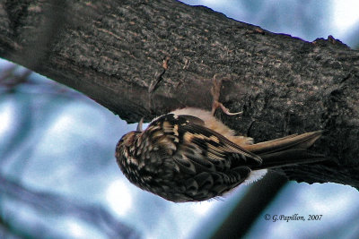 Brown Creeper / Grimpereau Brun