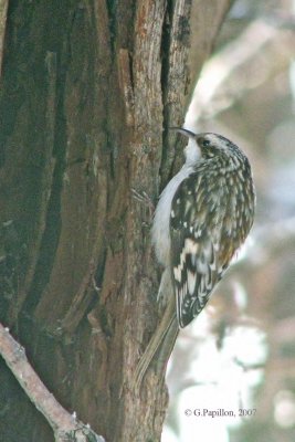 Brown Creeper / Grimpereau Brun