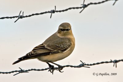 Northern Wheatear / Traquet Motteux