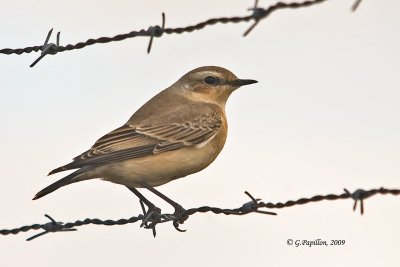 Northern Wheatear / Traquet Motteux