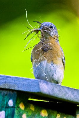 Eastern Bluebird / Merlebleu de l'Est
