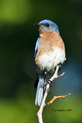 Eastern Bluebird / Merlebleu de l'Est