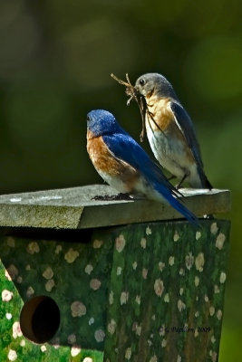 Eastern Bluebird / Merlebleu de l'Est