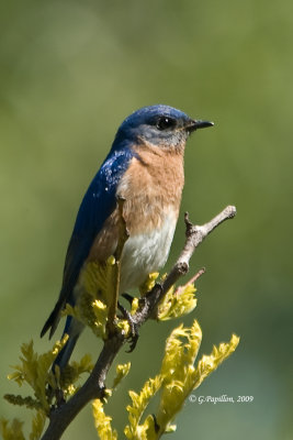 Eastern Bluebird / Merlebleu de l'Est