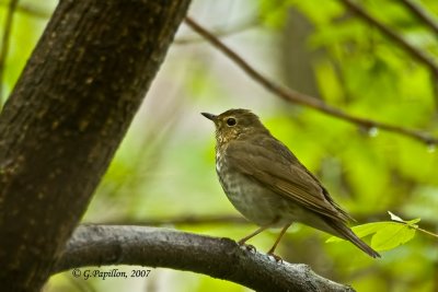 Hermit Thrush / grive Solitaire