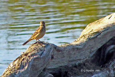 Pipits