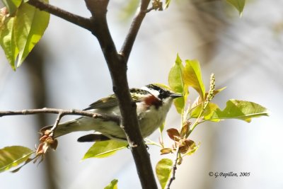 Warblers  /  Parulines
