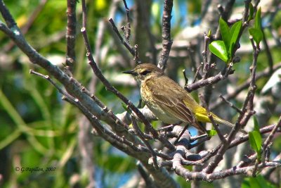 Yellow-Rumped Warbler / Paruline à Croupion Jaune