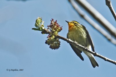 g3/89/863789/3/120397009.EzTbalQA.jpg