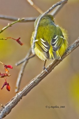White-Eyed Vireo / Viro aux Yeux Blanc
