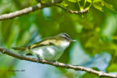 Red-Eyed Vireo / Viro aux Yeux Rouge