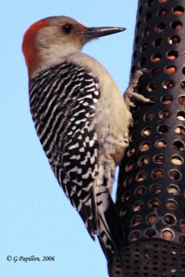 Woodpeckers / Pics