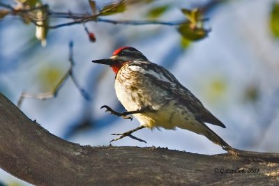 Yellow-Bellied Sapsucker / Pic Maculé