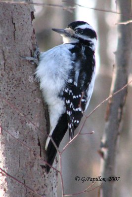 Downy Woodpecker / Pic Mineur