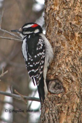 Downy Woodpecker / Pic Mineur