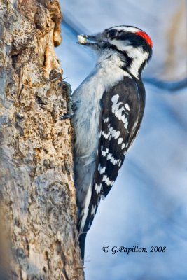 Downy Woodpecker / Pic Mineur