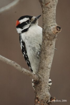 Downy Woodpecker / Pic Mineur