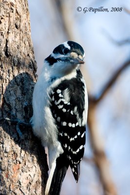 Downy Woodpecker / Pic Mineur