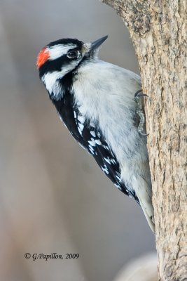 Downy Woodpecker / Pic Mineur