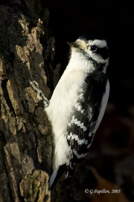 Downy Woodpecker / Pic Mineur